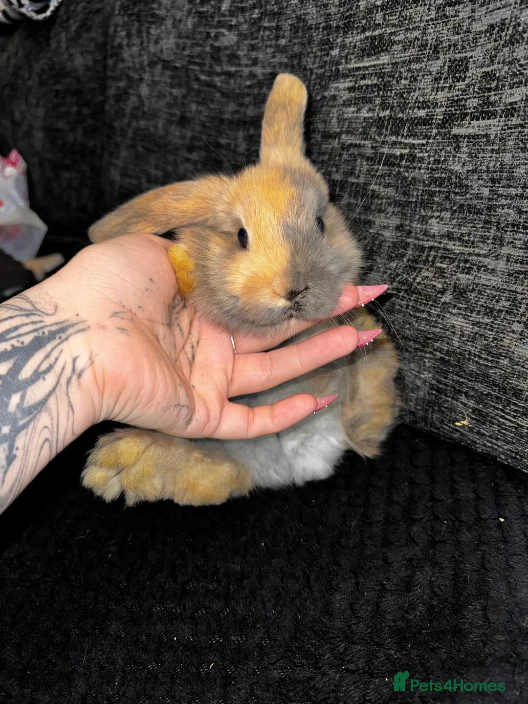 Mini Lop rabbits for sale: Beautiful mini lop bunnies - Advert 5