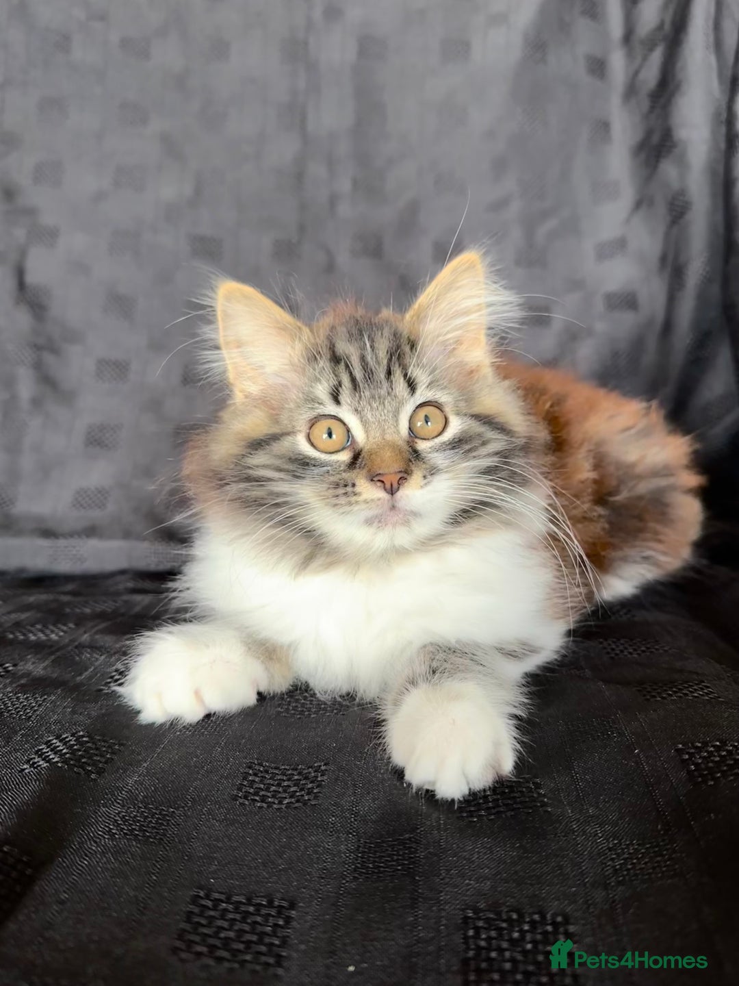Mixed Breed cats for sale: Male Ragdoll/ Norwegian Forest cross kittens - Image 3