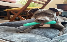 Staffordshire Bull Terrier dogs for sale: 7 month old puppy  - Image 1