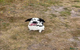 Mixed Breed dogs for stud: Smudge  - Image 3