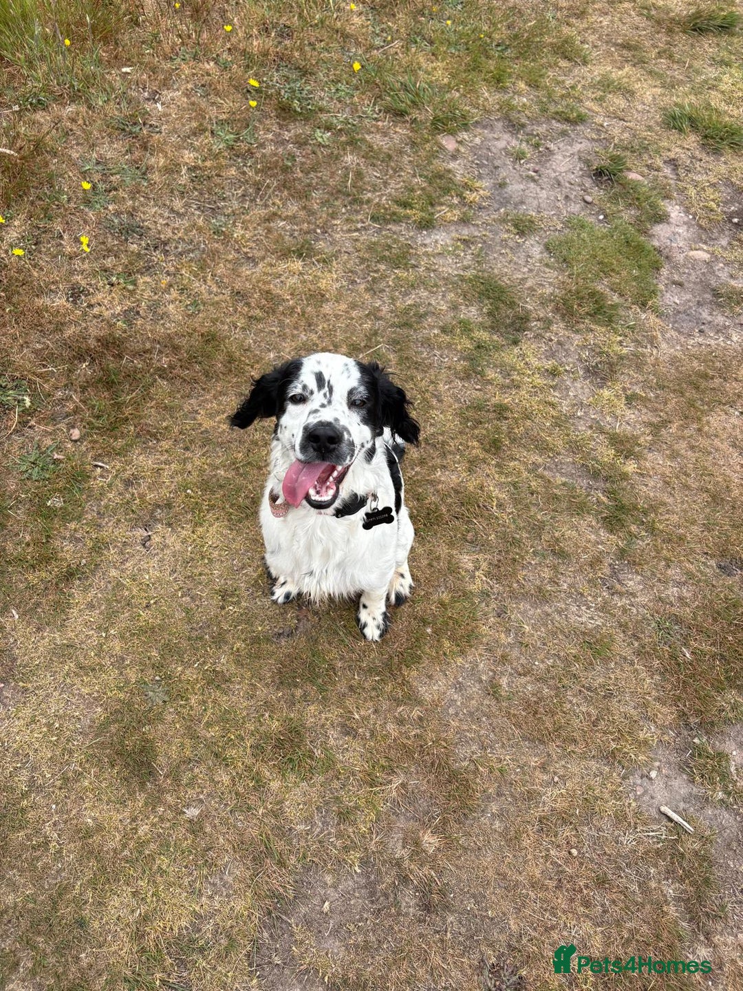 Mixed Breed dogs for stud: Smudge  - Image 3