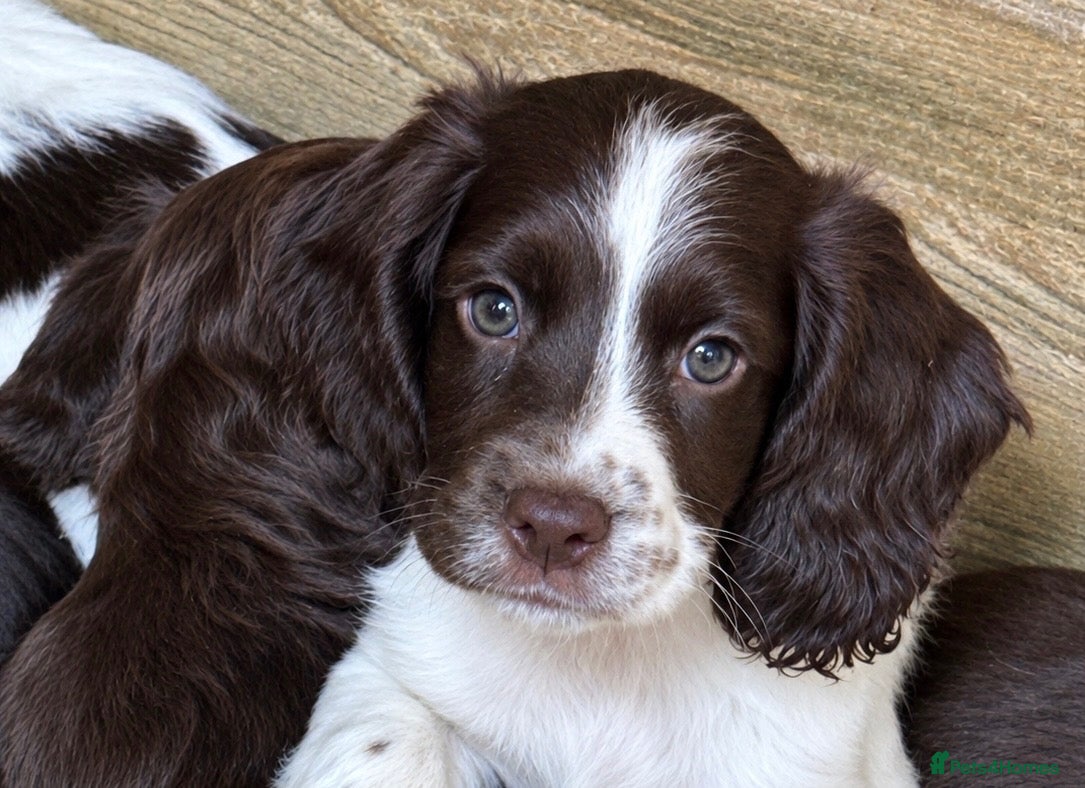Cocker Spaniel dogs One L & W FtCh Sired KC Working Cocker Dog Pup - Advert 5