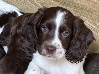 Cocker Spaniel dogs One L & W FtCh Sired KC Working Cocker Dog Pup - Advert 5