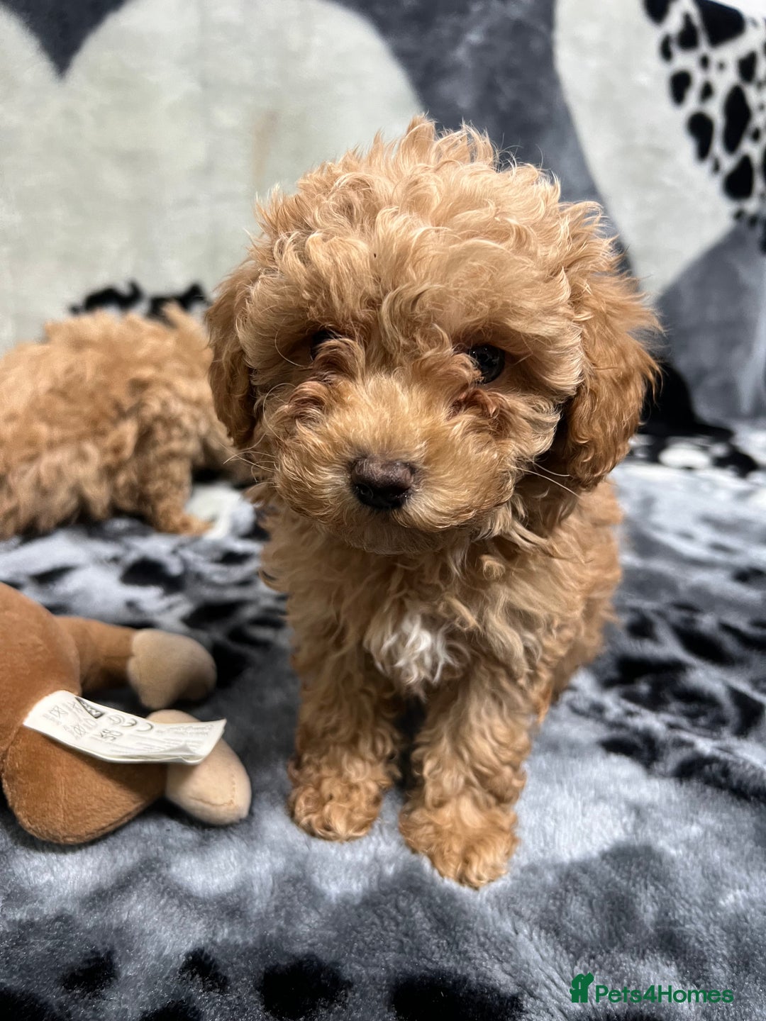 Maltipoo dogs for sale: 🥰Adorable F1 Maltipoo Puppy’s🥰 - Advert 3