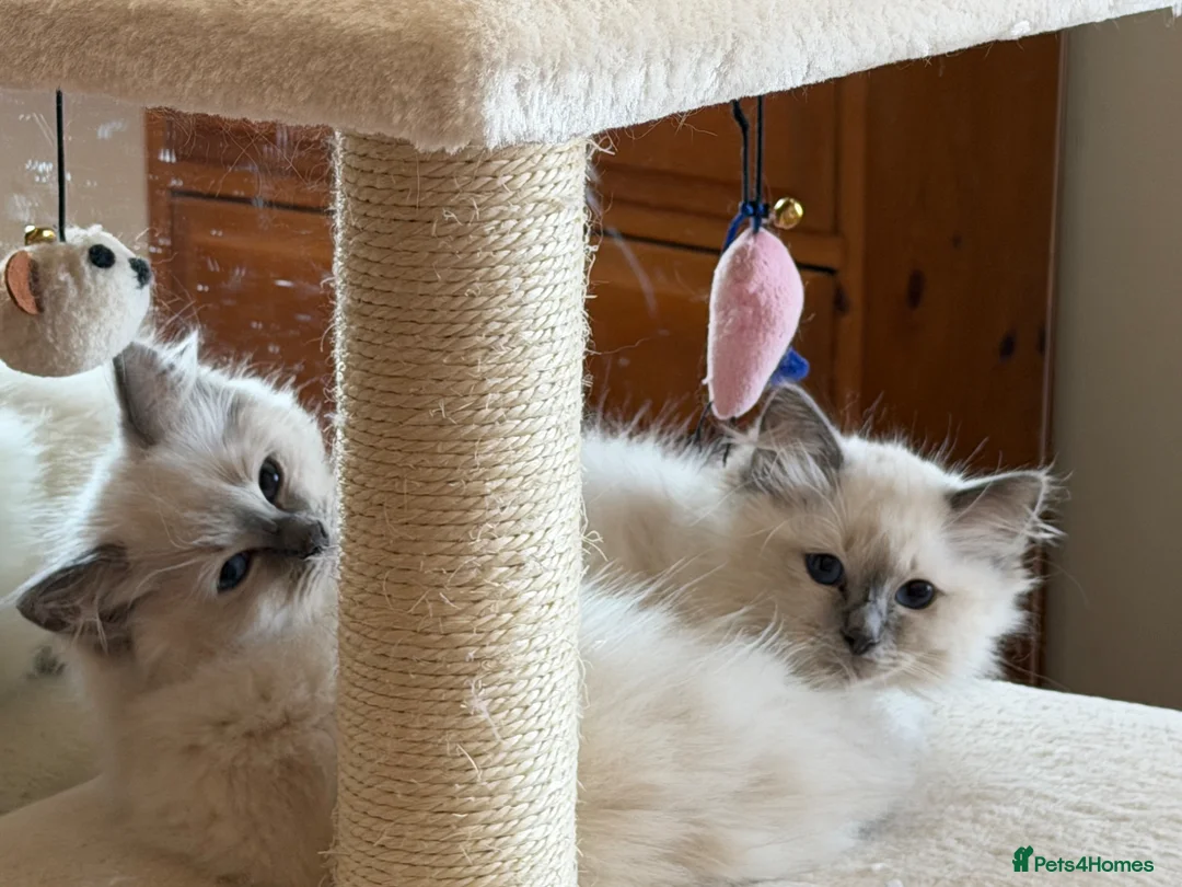 Ragdoll cats for sale: Adorable pedigree ragdoll babies  - Advert 1