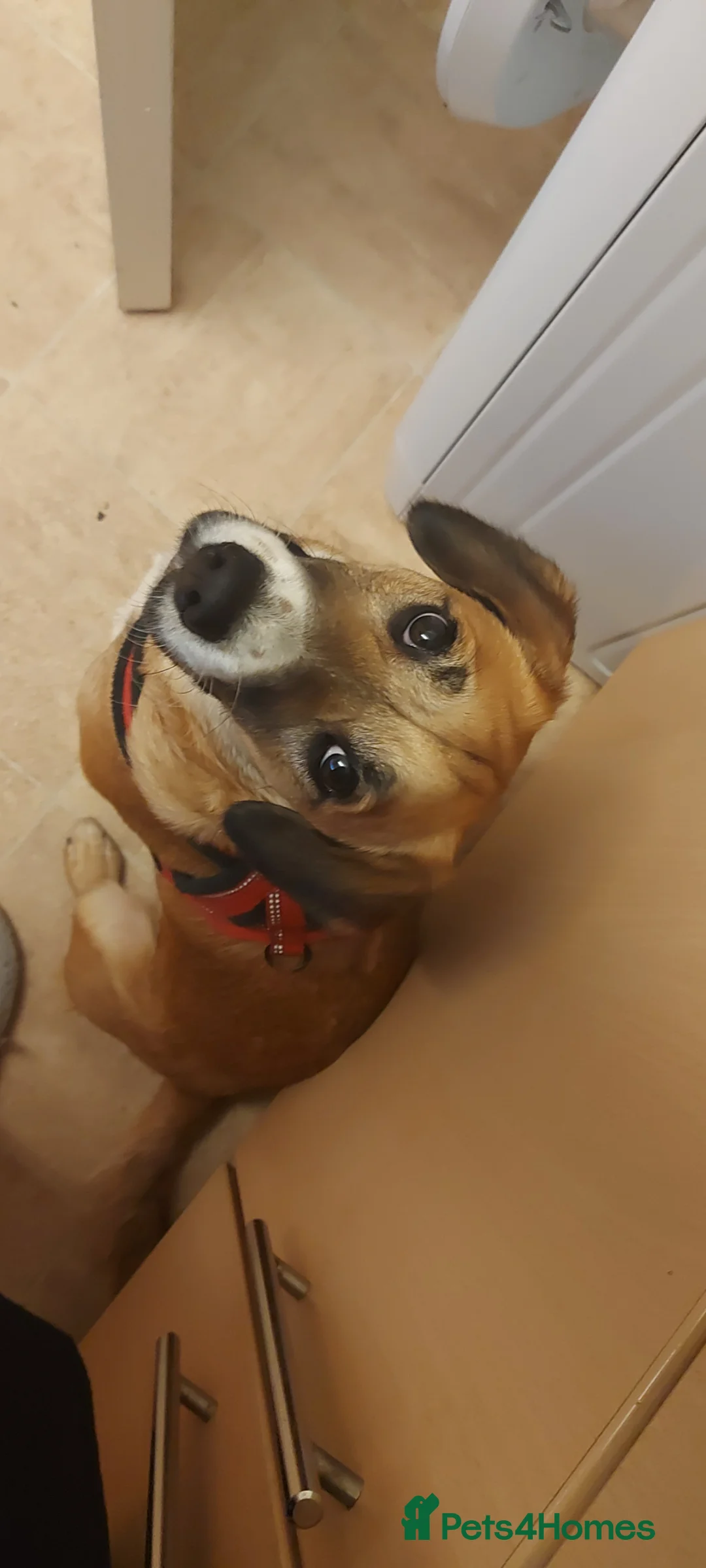 Mixed Breed dogs for sale: Cockapoo cross - Advert 4