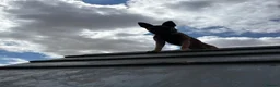 Belgian Shepherd Dog dogs for sale: Female Belgian shepherd  in Leeds - Advert 5