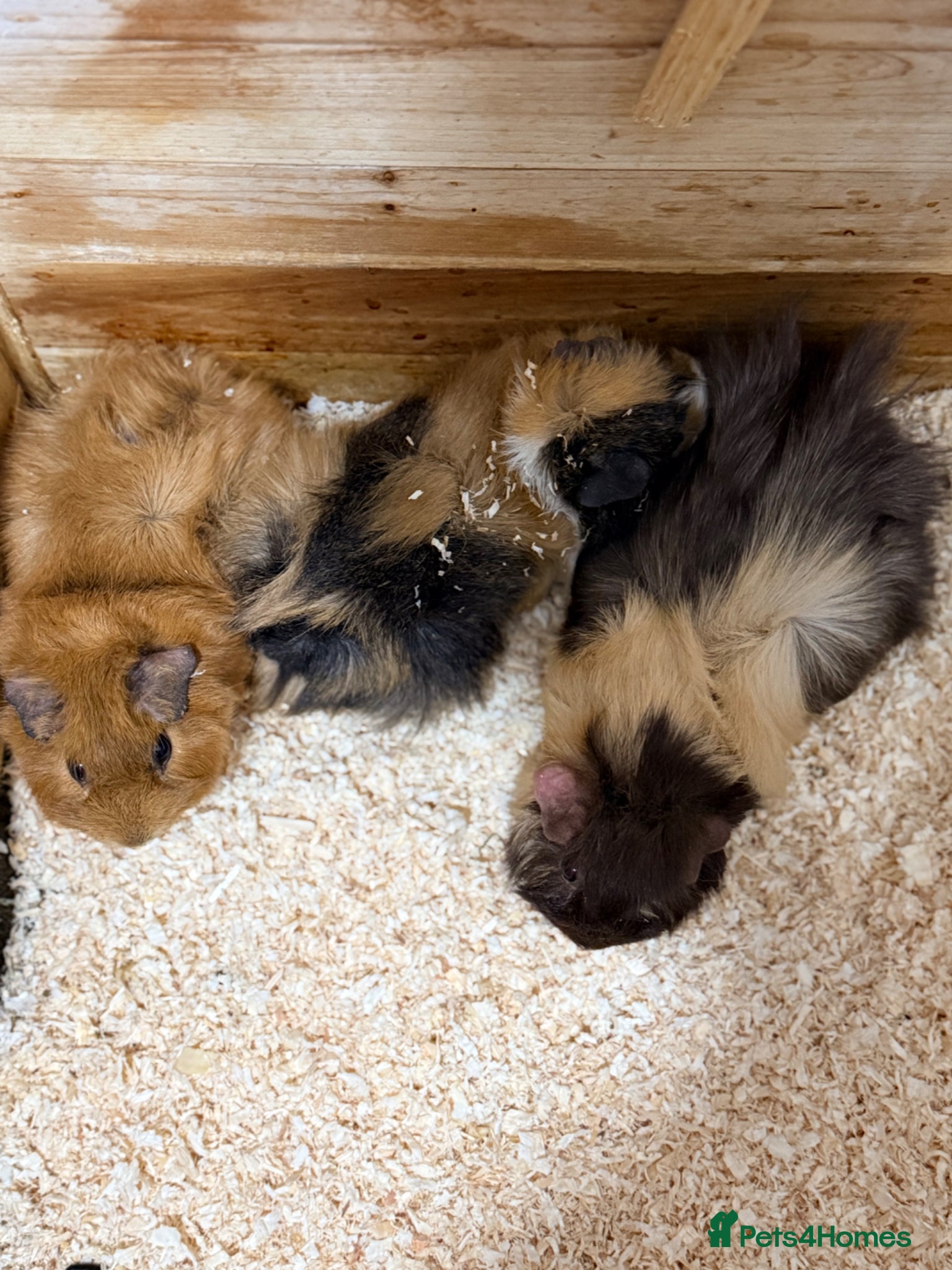 Guinea Pig rodents     Adorable Trio of Guinea Pigs with Cage      - Advert 1