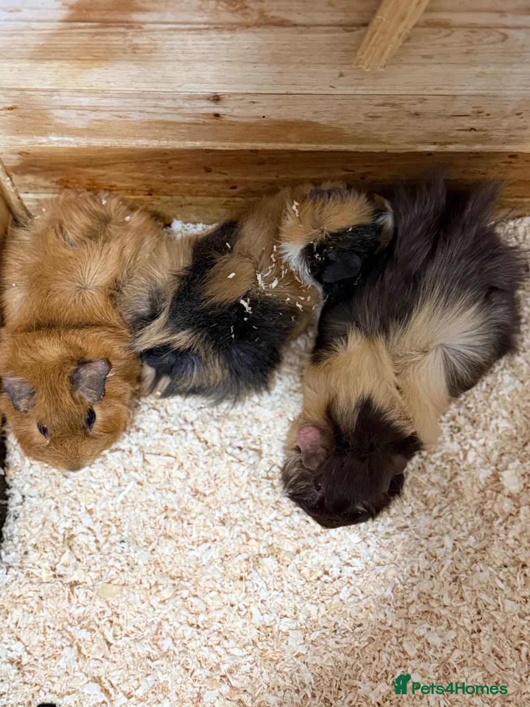 Guinea Pig rodents for sale:     Adorable Trio of Guinea Pigs with Cage      in Ipswich - Advert 1