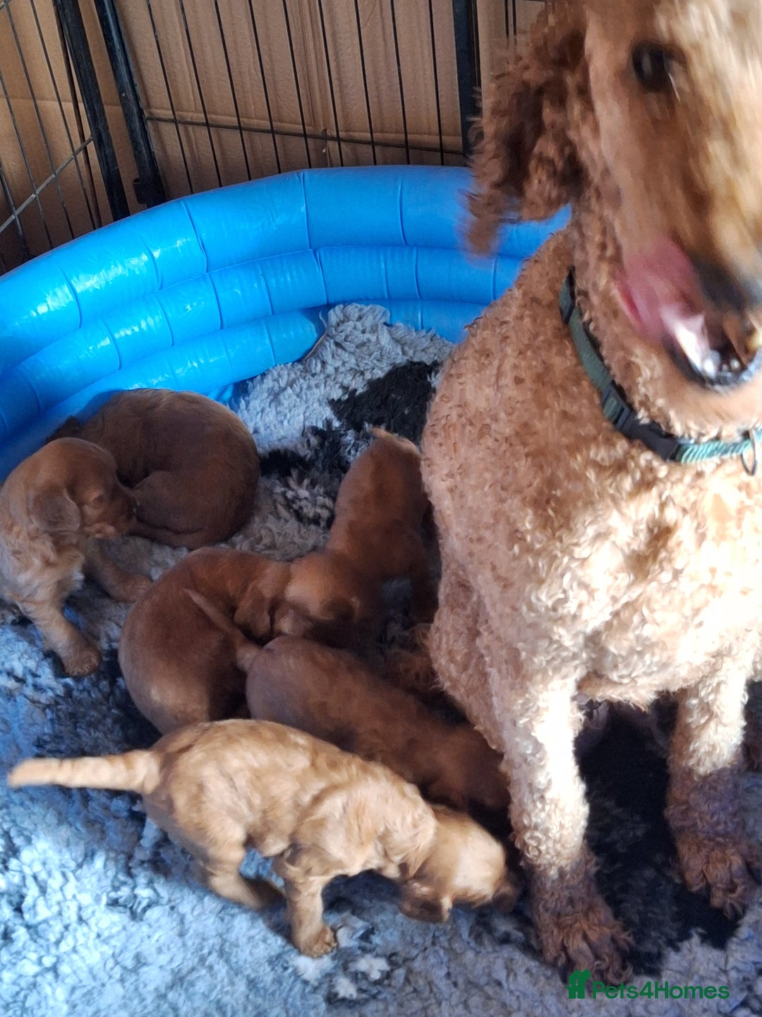 Cockapoo dogs for sale: Cockerpoo Puppies – Standard Size Red Boys Only - Image 4