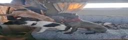 Italian Greyhound dogs for sale: 3/4 Italian greyhound 1/4 whippet - Advert 5