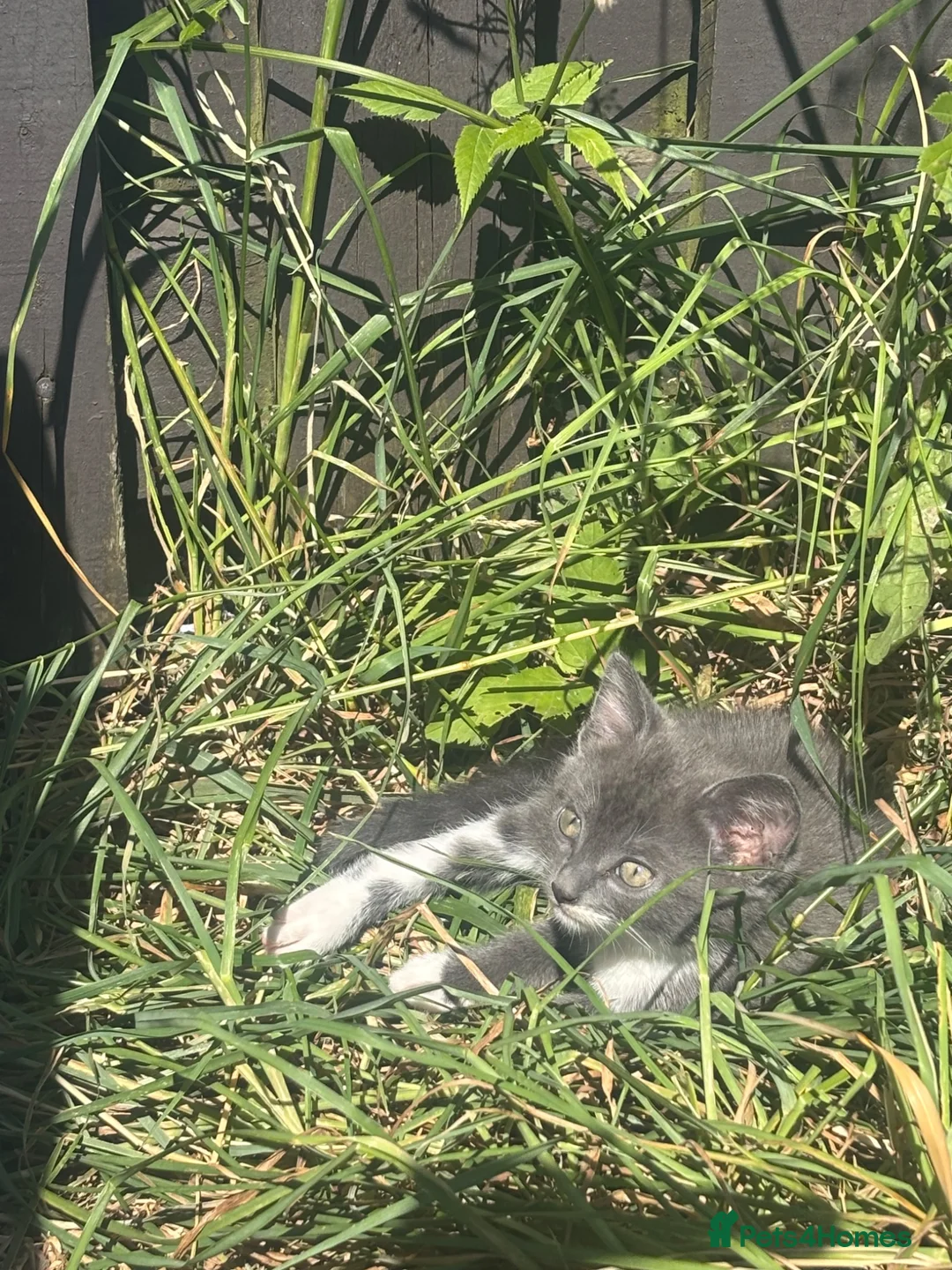 Mixed Breed cats for sale: Playful 8Weeks Kittens Tabby Grey&White solid grey in Bradford - Advert 11