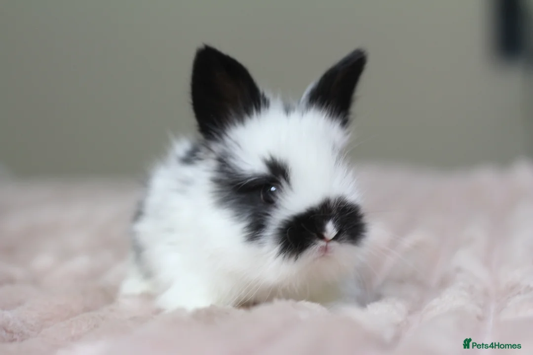 Angora rabbits for sale: Angora X bunny rabbits  - Advert 1