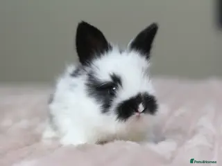 Angora rabbits Angora X bunny rabbits - Advert 8