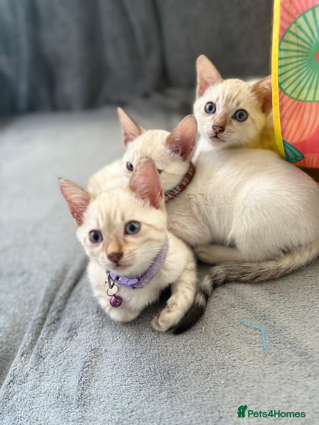 Bengal cats for sale: Blue Eyes Snow Lynx Bengal Kittens - Image 5