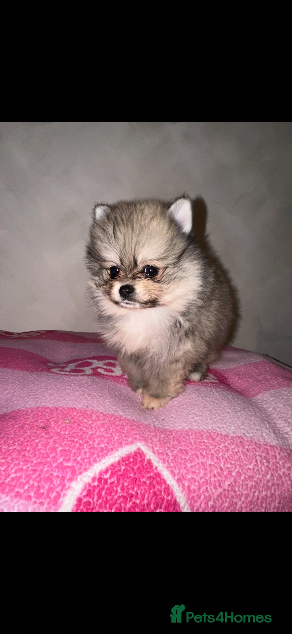 Pomeranian dogs 🎀4 female Pomeranians🎀 - Advert 5