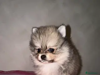 Pomeranian dogs 🎀4 female Pomeranians🎀 - Advert 5