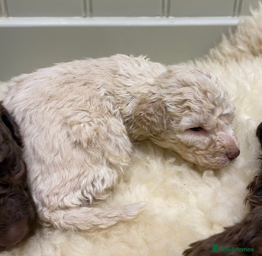 Lagotto Romagnolo dogs for sale: Lagotto romagnolo Puppies  - Advert 3