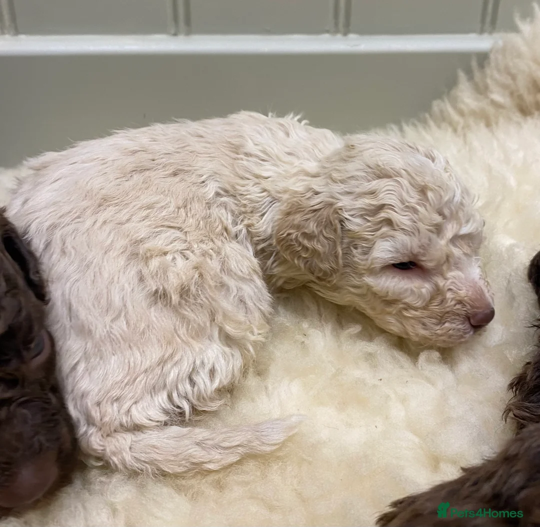 Lagotto Romagnolo dogs for sale: Lagotto romagnolo Puppies  - Advert 19