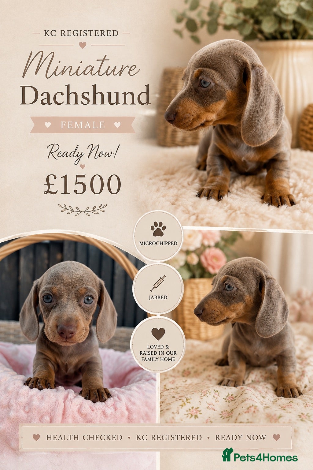 Miniature Dachshund dogs READY NOW LAST GIRL KC Miniature Dachshund - Advert 4