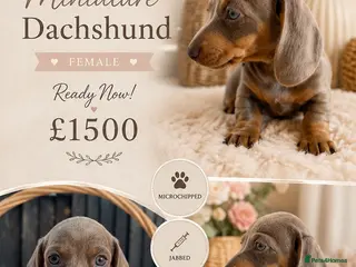 Miniature Dachshund dogs READY NOW LAST GIRL KC Miniature Dachshund - Advert 4
