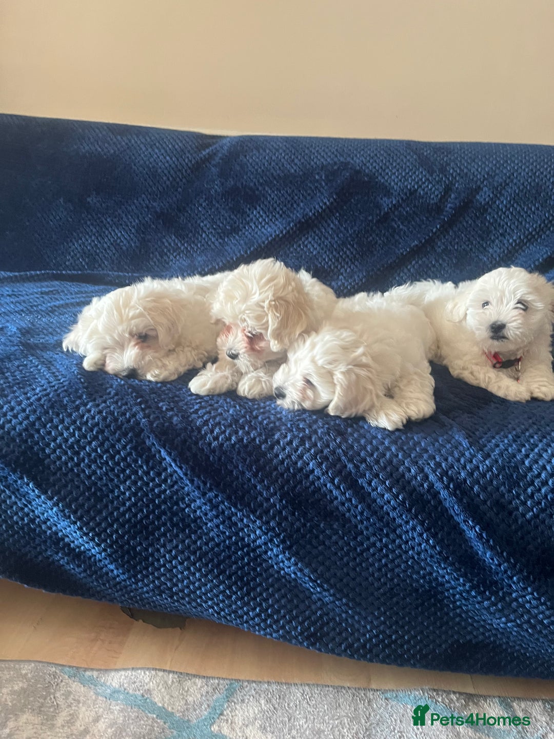 Bichon Frise dogs for sale: 4 adorable bichon puppy’s  - Image 8
