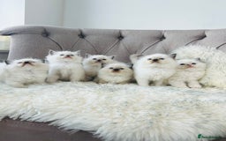 Ragdoll cats for stud: Amazing proven stud !!!  in Romford - Image 7