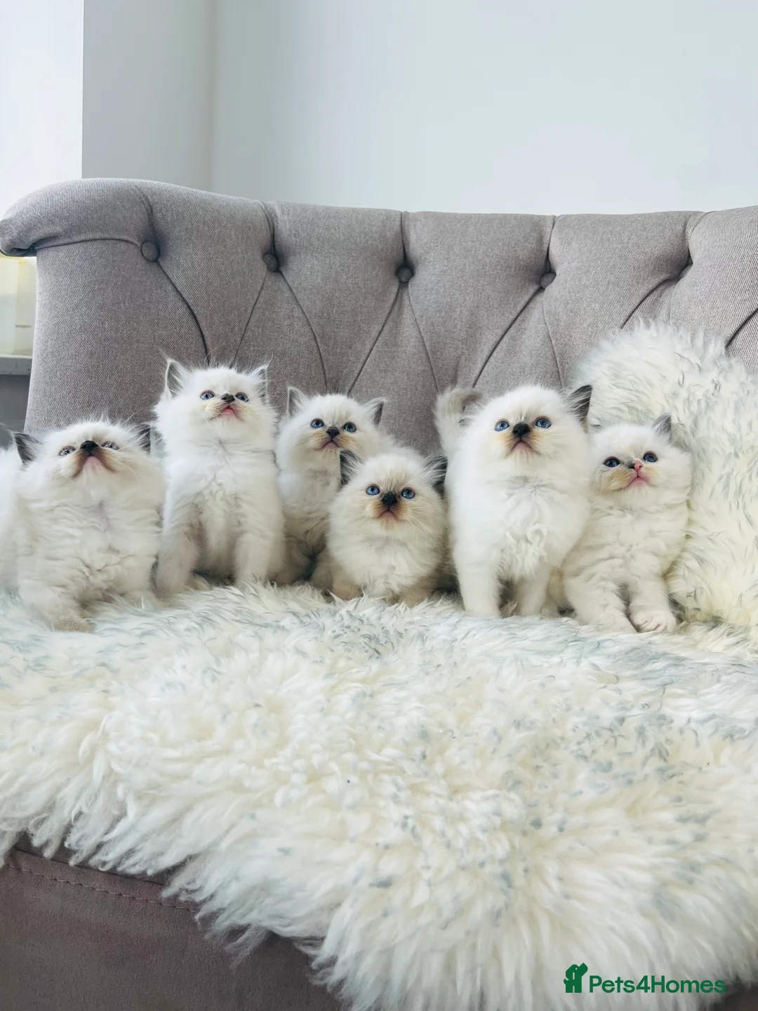 Ragdoll cats for stud: Amazing proven stud !!!  in Romford - Advert 7