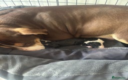 Mixed Breed dogs for sale: American bull staffy - Image 5