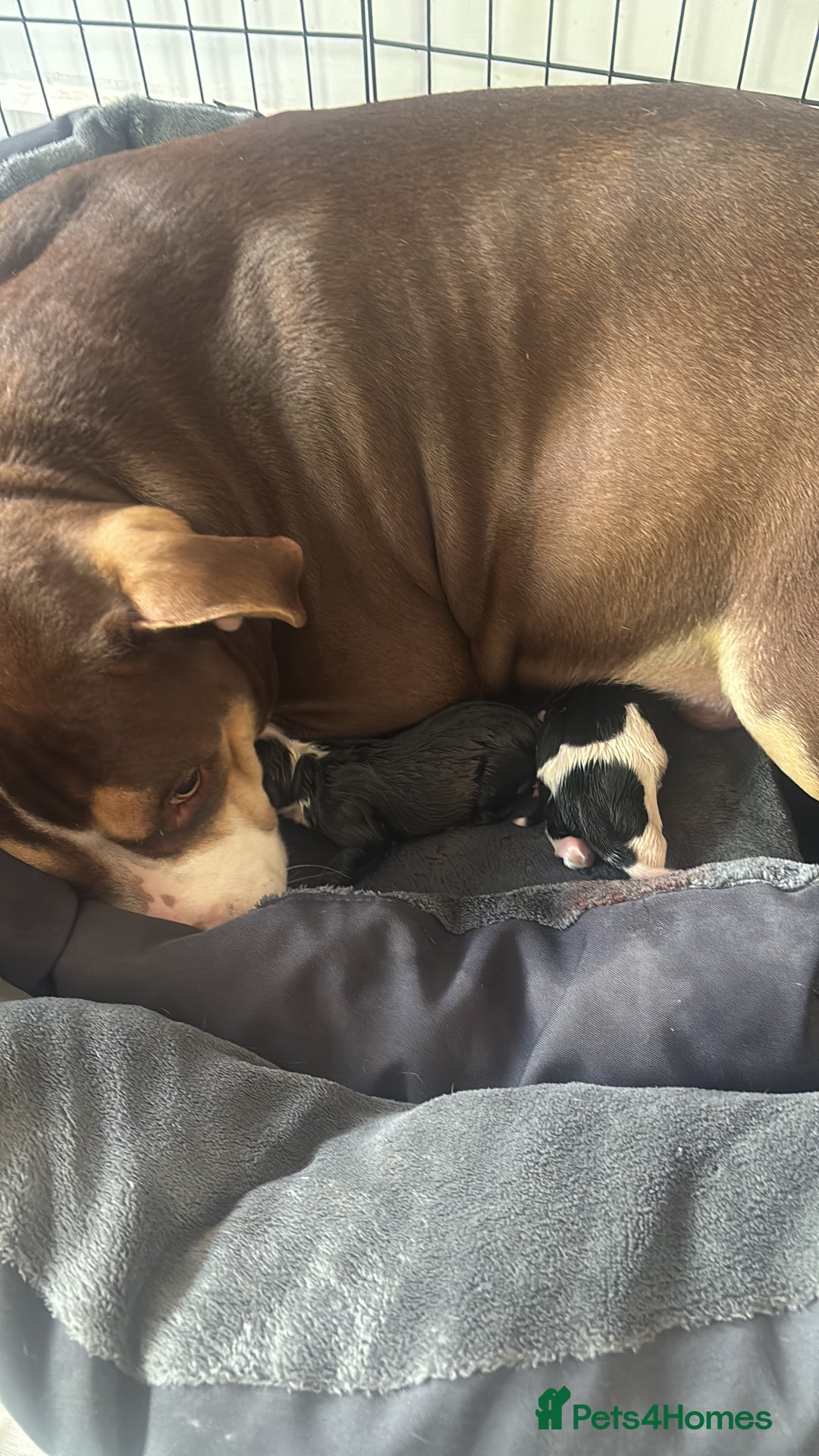 Mixed Breed dogs for sale: American bull staffy - Image 5