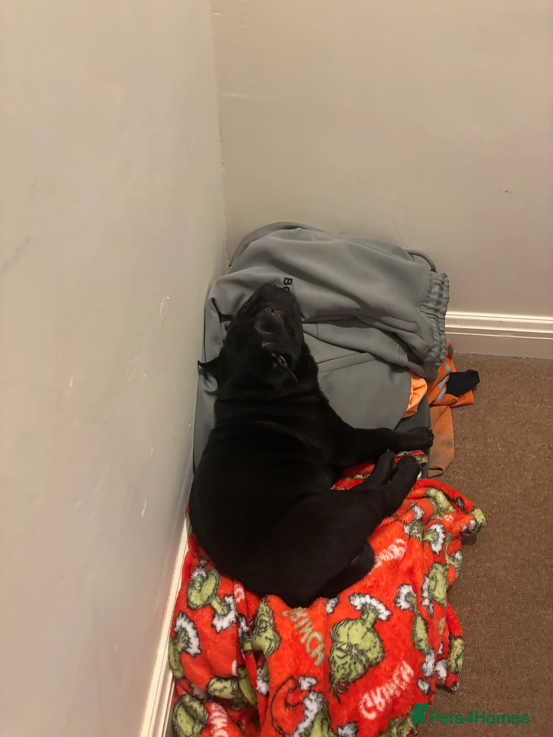 Shar Pei dogs for sale: 15 week old puppy needs new home! - Advert 5