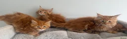 Maine Coon cats for sale: Stunning maine coon kittens xl excellent quality  - Advert 12