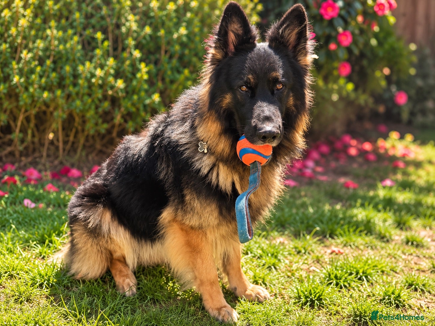 German Shepherd dogs Family German Shepherd Stud Male in London - Advert 5
