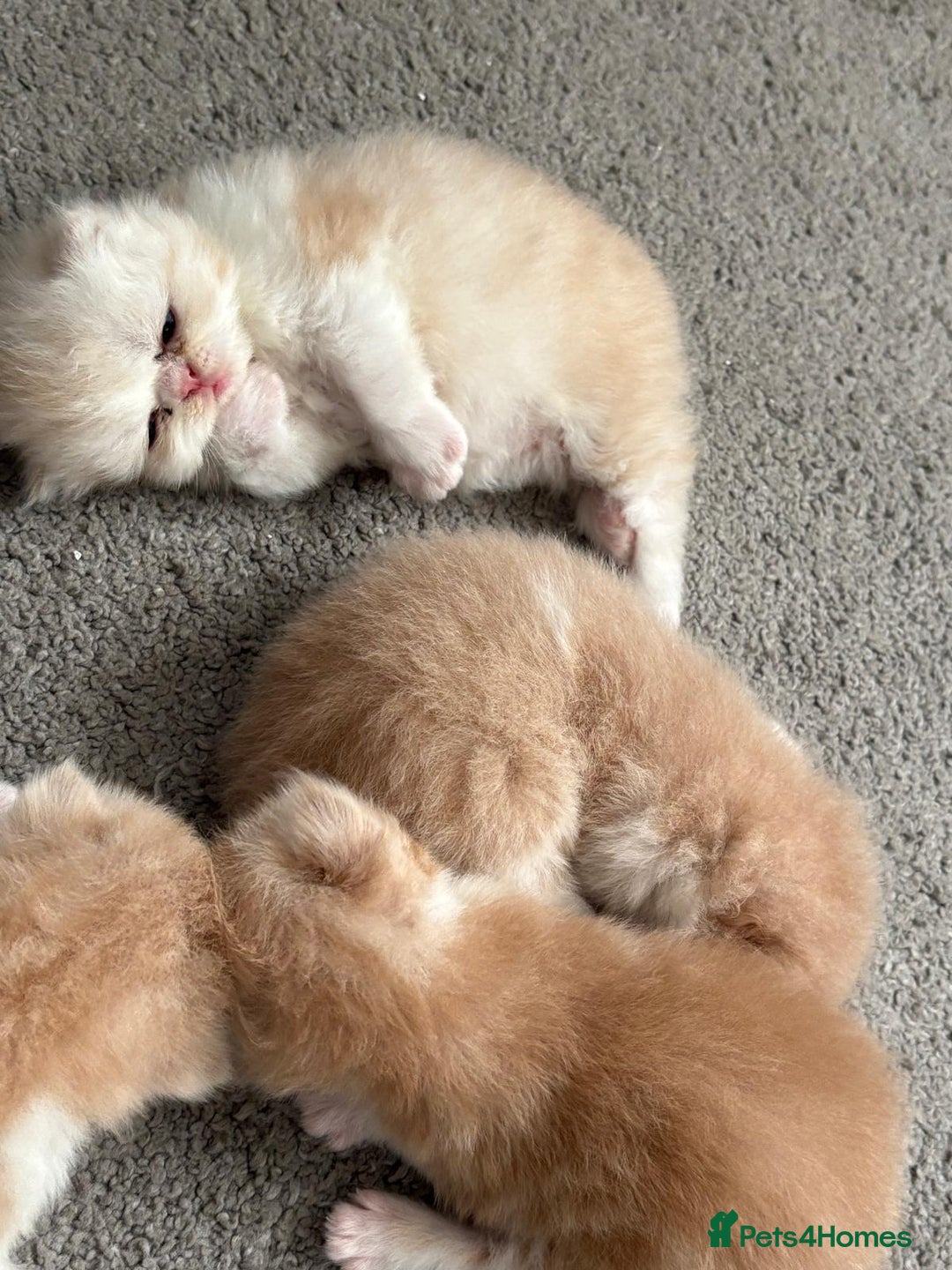 Persian cats for sale: Persian kittens  - Image 1