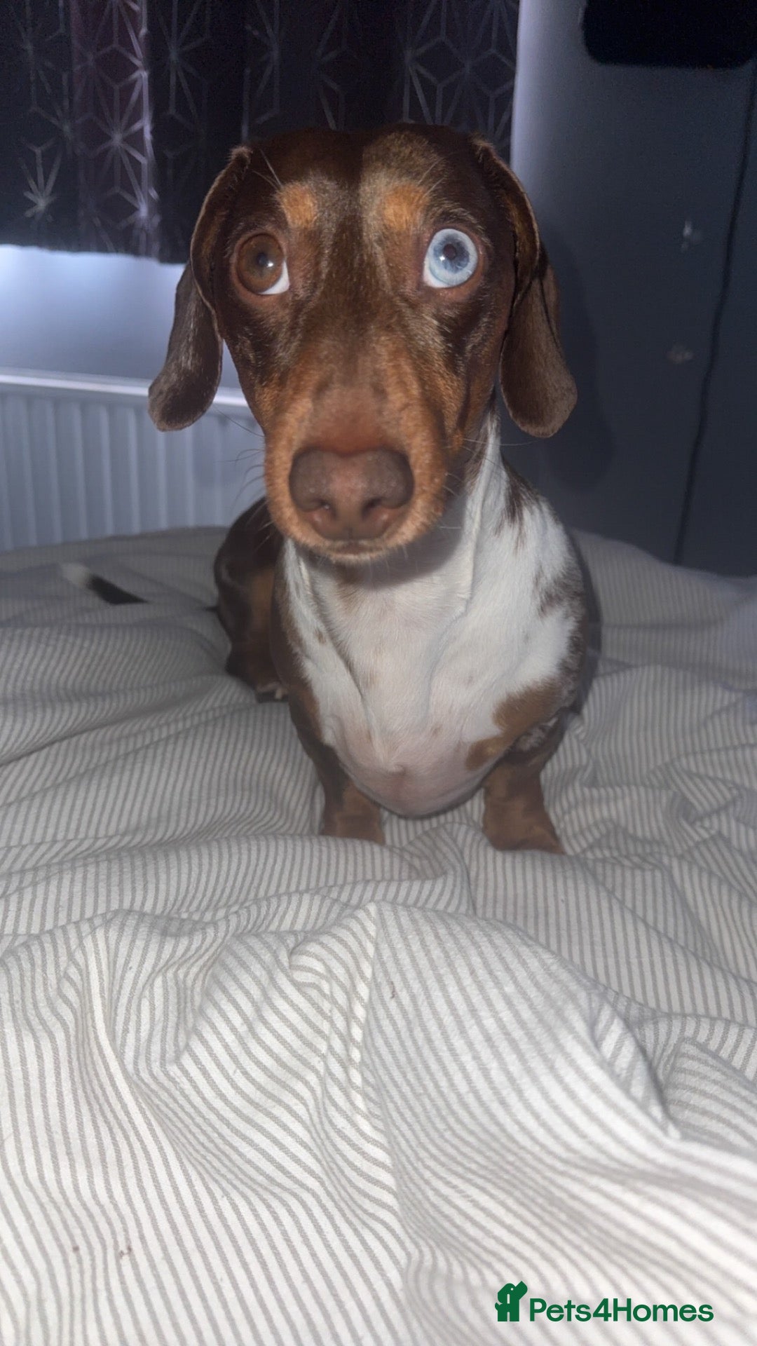 Miniature Dachshund dogs Stud — Miniature Dachshund - Advert 1