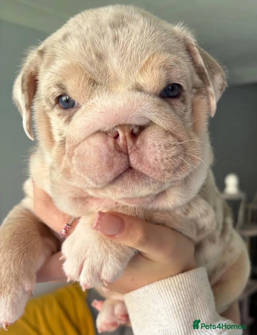 English Bulldog dogs for sale: Last KC English Bulldog Pup – Open to Offers - Advert 2