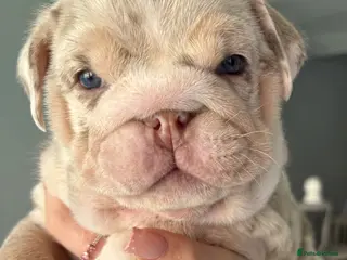 English Bulldog dogs KC English Bulldog Pups – Health Tested Parents - Advert 2