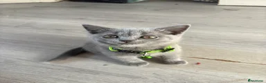 British Shorthair 5