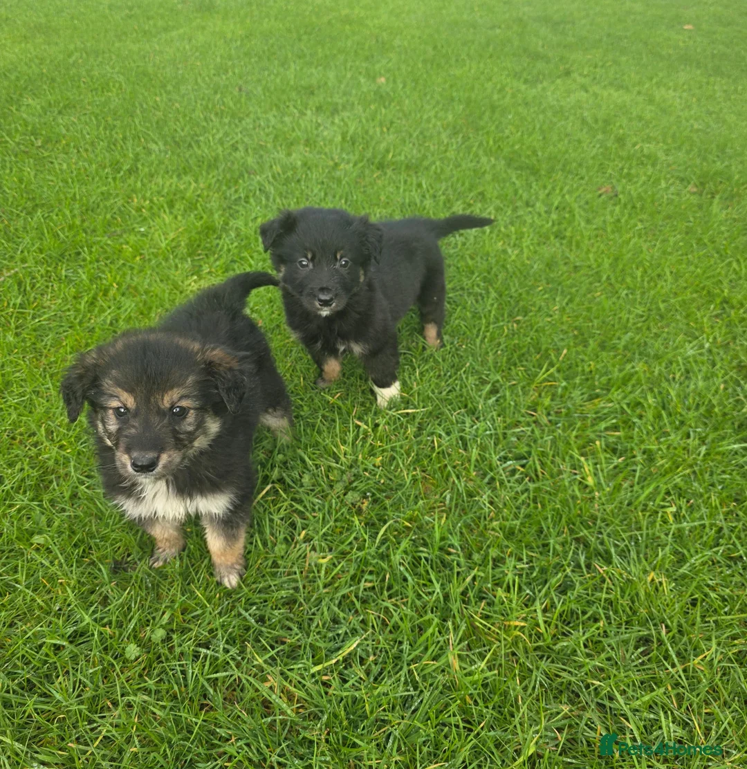 Golden Shepherd dogs for sale: Golden shepherd puppies  in Romford - Advert 5