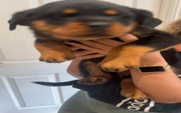 Rottweiler dogs for sale: Rottweiler chunky Puppies *READY TO LEAVE* - Image 13