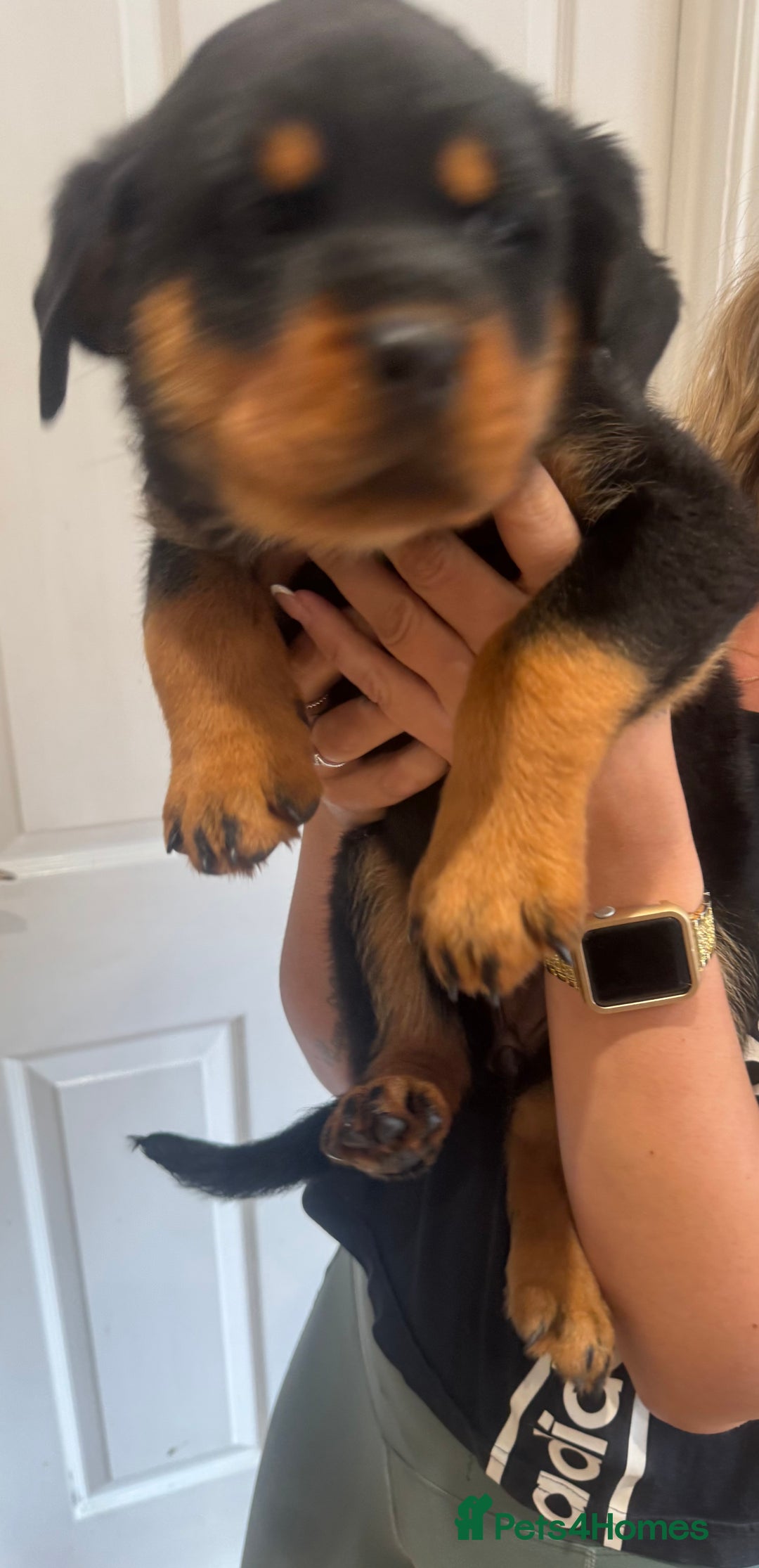 Rottweiler dogs for sale: Rottweiler chunky Puppies *READY TO LEAVE* - Image 13