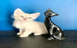 LaPerm cats for sale: Cuddly Curly LaPerm Kittens - Advert 7