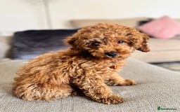 Toy Poodle dogs for sale: Looking for a Caring Home for My Toy Poodle Puppy - Image 3
