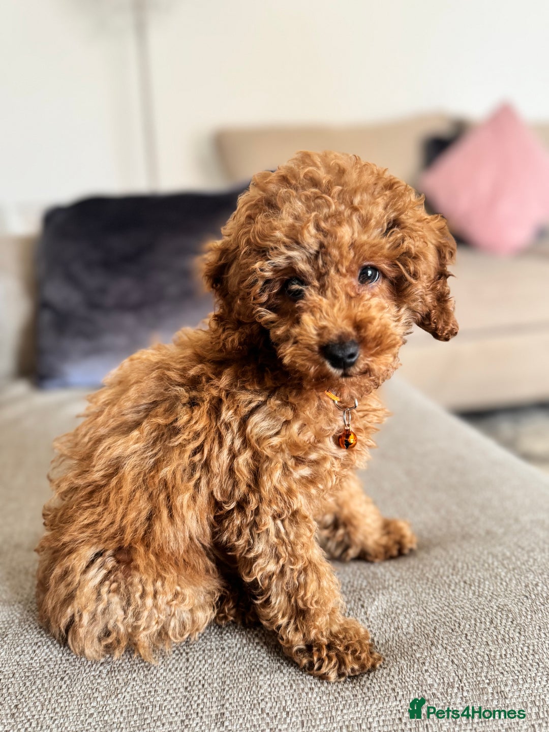 Toy Poodle dogs for sale: Looking for a Caring Home for My Toy Poodle Puppy - Image 3
