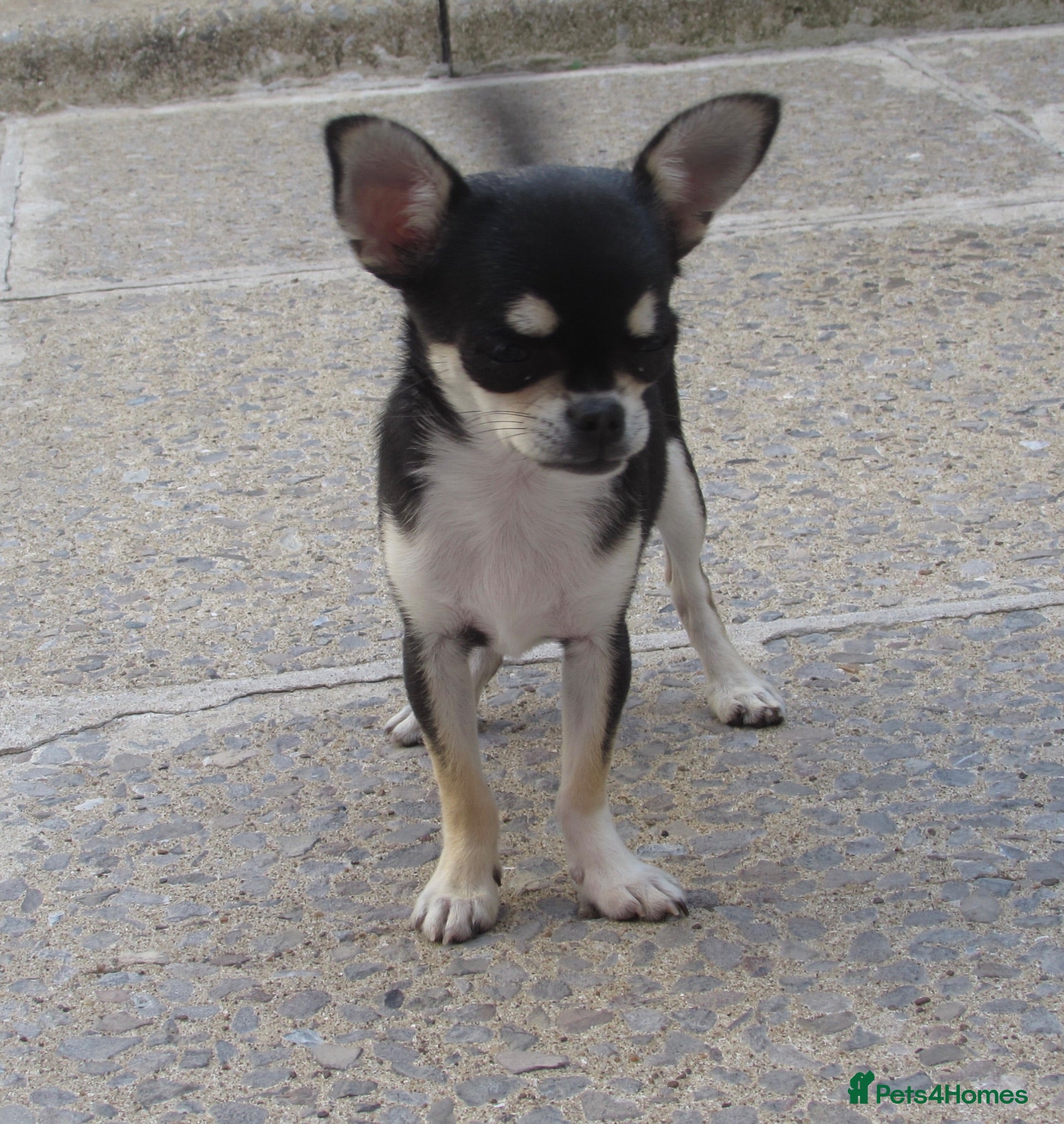 Chihuahua dogs 5 MONTHS OLD CHIHUAHUA GIRL KENNEL CLUB REGISTERED - Advert 2