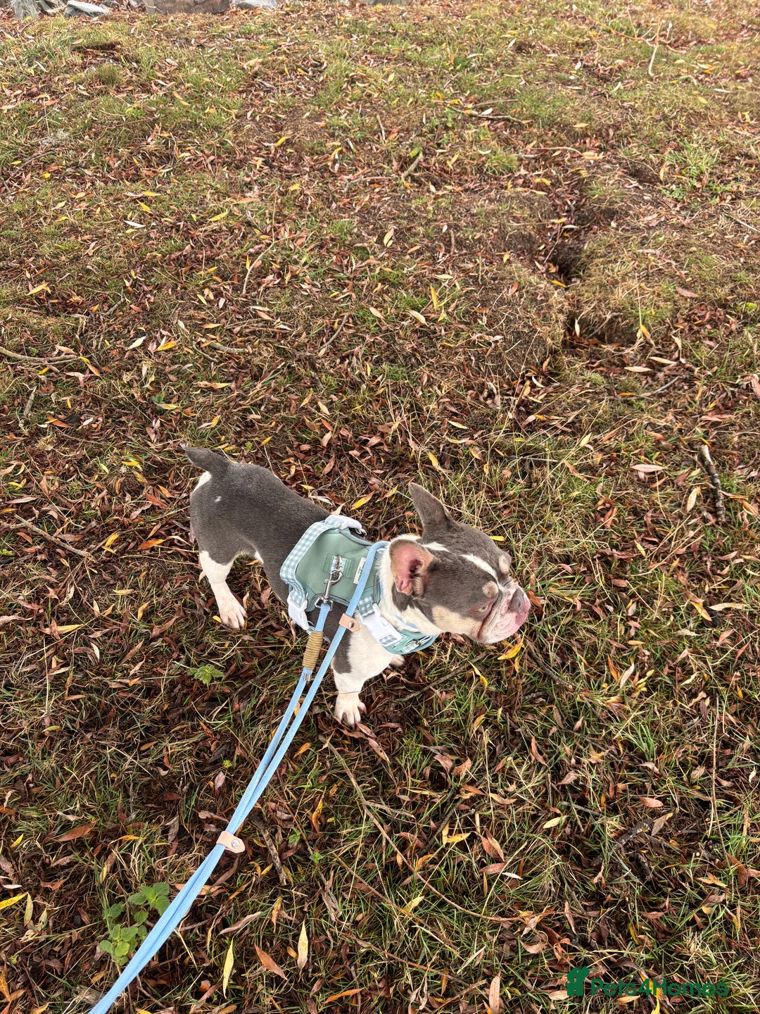 French Bulldog dogs for sale: Still looking for a new home RFG health tested boy - Image 18