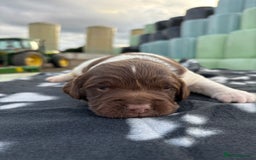 English Springer Spaniel dogs for sale: Gorgeous marked English Springer Spaniel pups  - Image 16