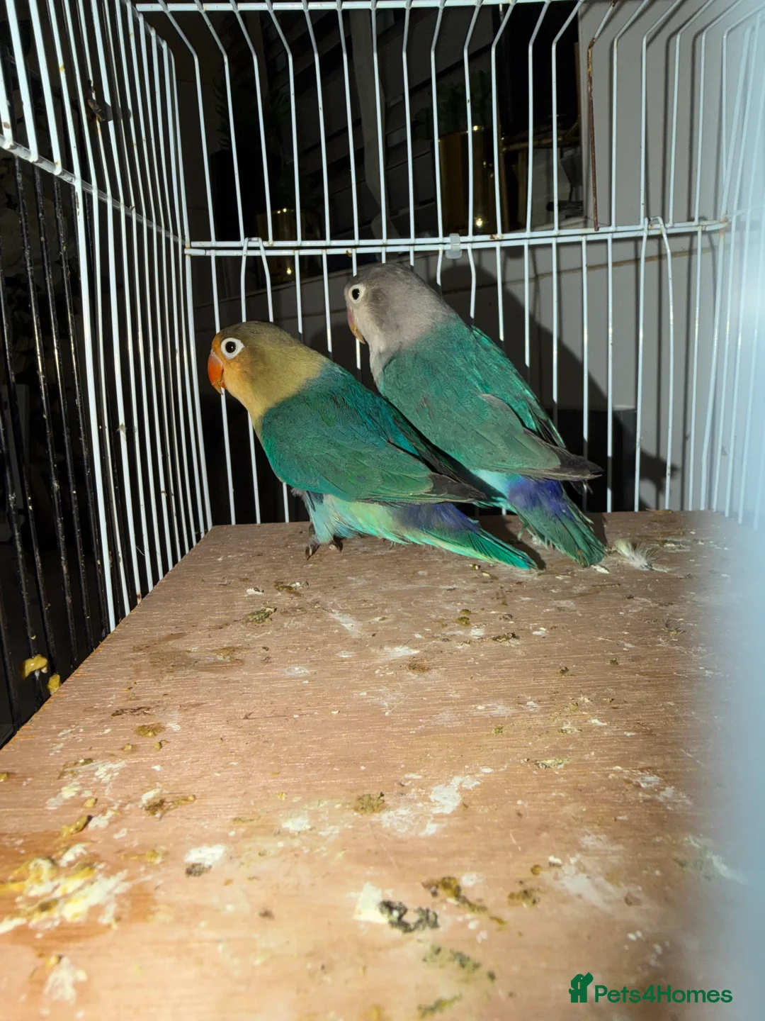 Lovebirds birds for sale: Young pair of lovebird - Advert 3