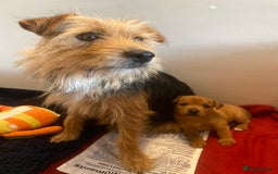 Jack Russell dogs for sale: Jack Russell Puppies  - Image 4
