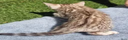 Bengal cats for sale: Beautiful TICA registered Bengal Kittens - Advert 12